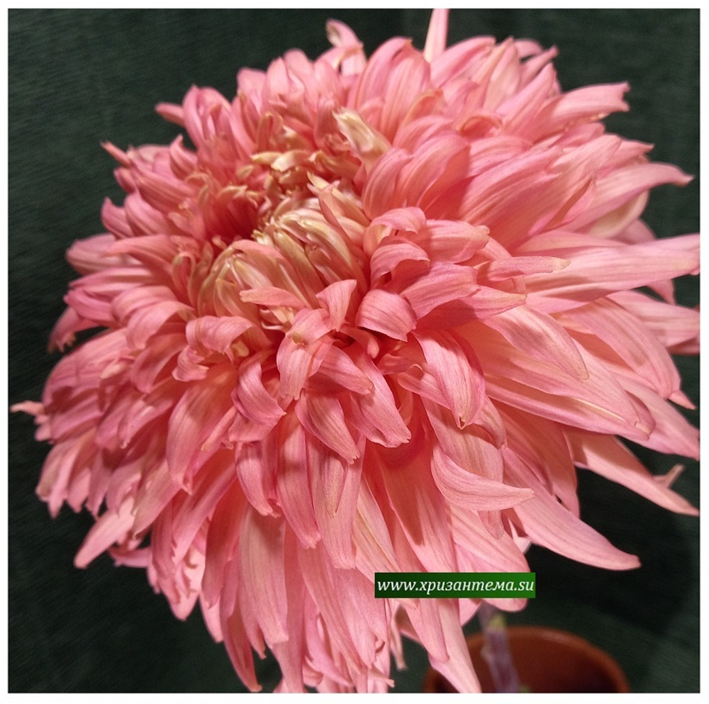 Хризантема крупноцветковая Patricia Millar Peach  ☘ ан 35      (временно нет в наличии)