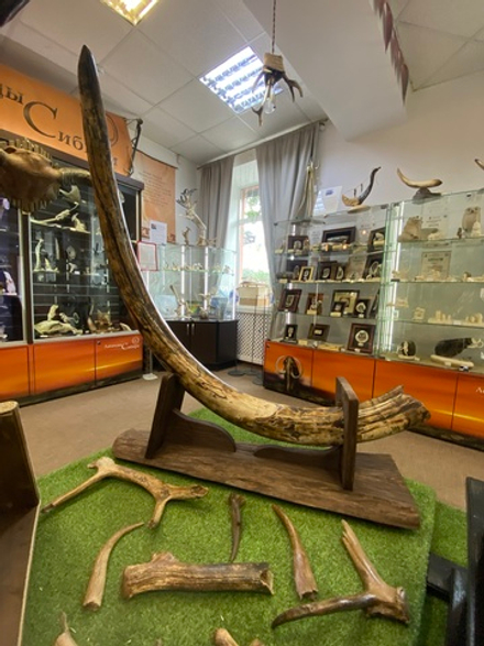 "Стрела времени", коллекционный бивень мамонта