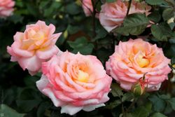 Блум оф Рут (Bloom of Ruth)