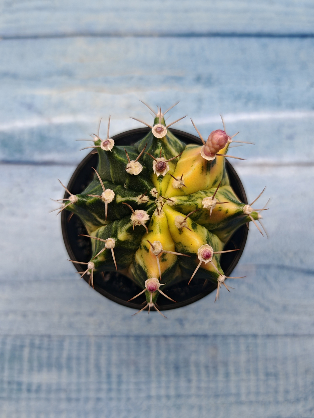 Gymnocalycium Variegata (Гимнокалициум Вариегатный)