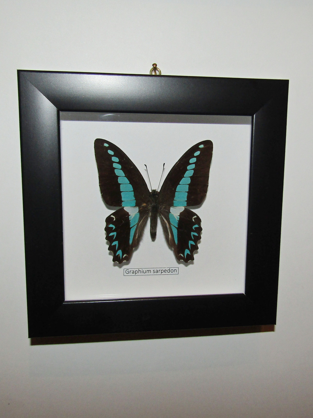 Бабочки рода Graphium в рамке