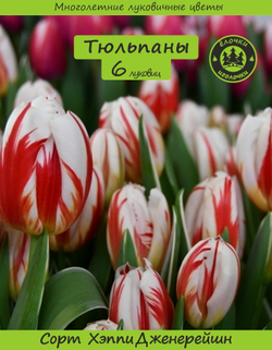 Тюльпан Луковица цветов, Хэппи Дженерейшн, 6 шт