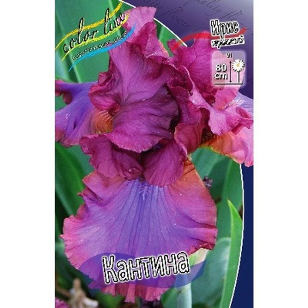 Ирис блю перл. Ирис бородатый бордюрный дрягиной. Ирис петит полка. Ирис ударение в слове. Ирис ирис предложения.