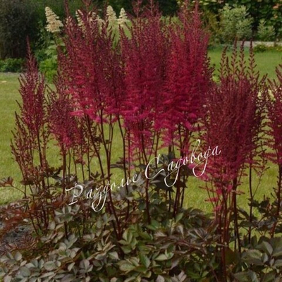 Астильба китайская Майти Чоколейт Черри
