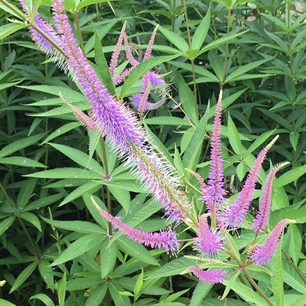 Вероникаструм виргинский "​Temptation". Veronicastrum virginicum "​Temptation".