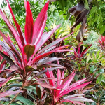 Кордилина PHET KEOFA