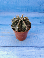 Gymnocalycium Friedrichii (Гимнокалициум)
