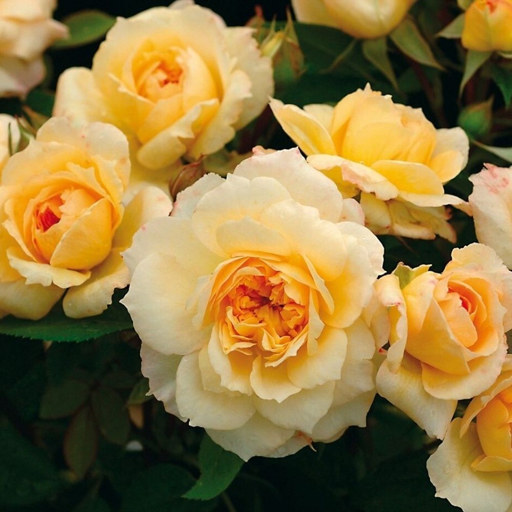 Марк Антуан Шарпантье (Marc-Antoine Charpentier)