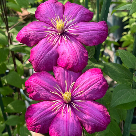 Клематис гибридный Вилль Де Лион