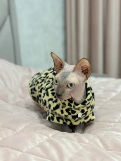 Одежда свитер для сфинксов кошек