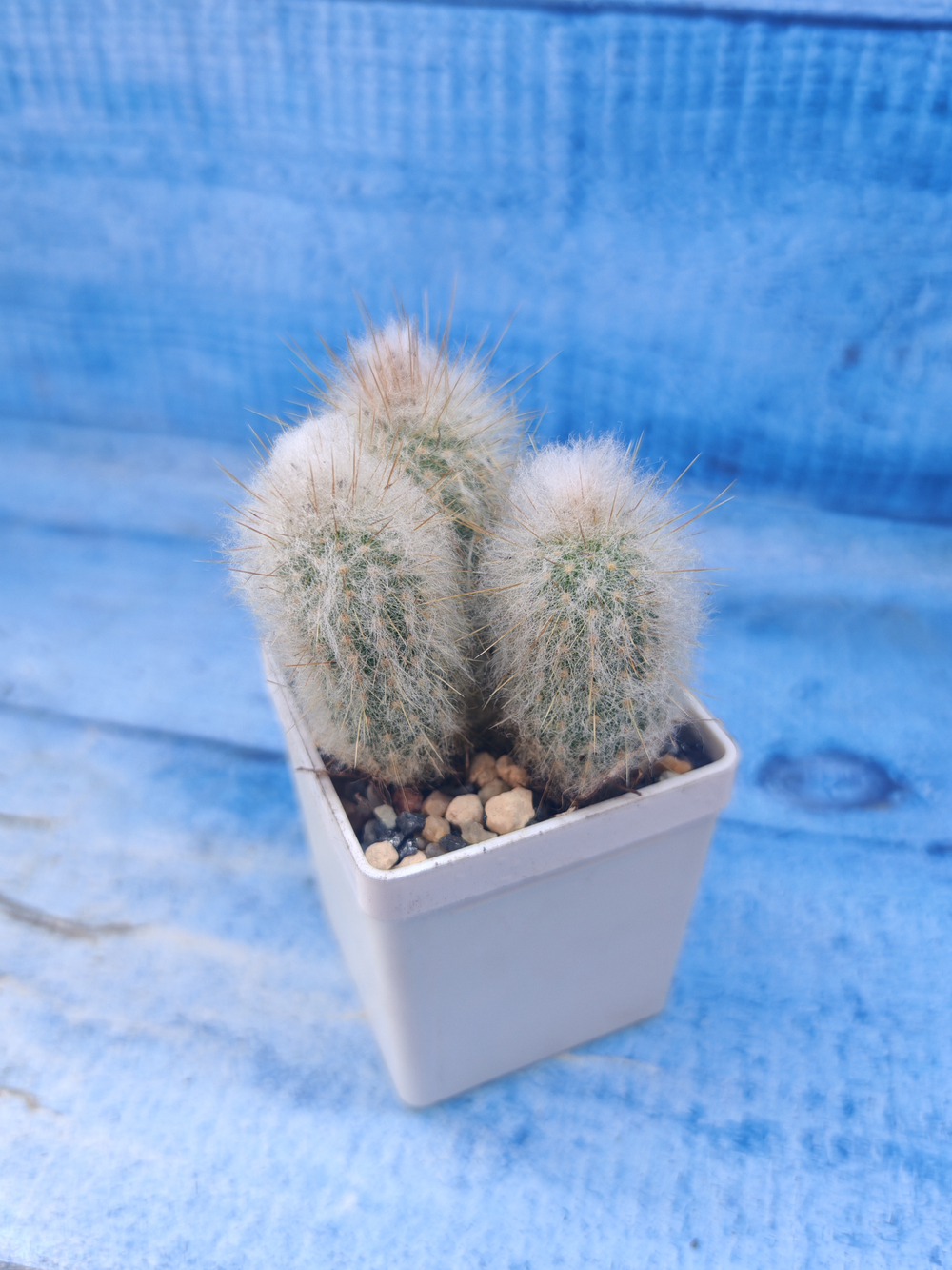 Austrocephalocereus dybowskii (Аустроцефалоцереус )
