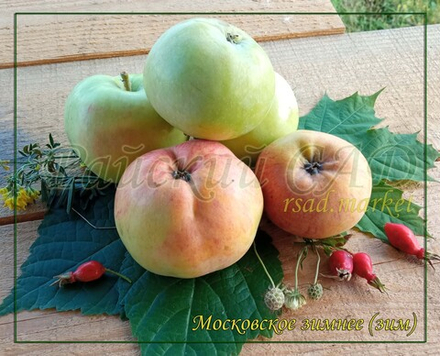 Яблоня Московское зимнее