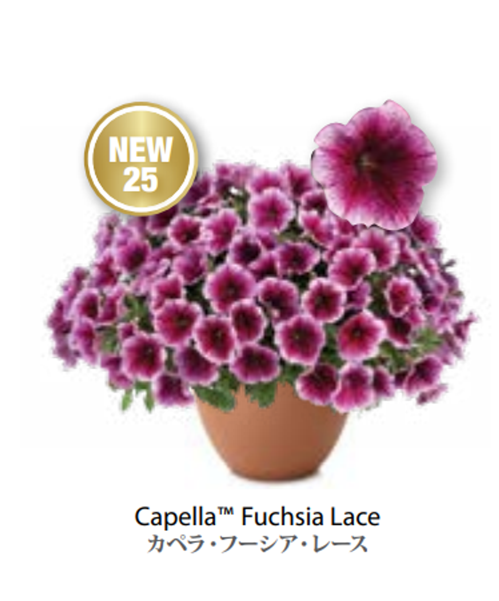 Новинка 25 ЕВРО Petunia Capella Fuchsia Lace укорененный черенок февраль 26 DAN