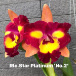Орхидея ринхолелиокаттлея RLC. STAR PLATINUM N2