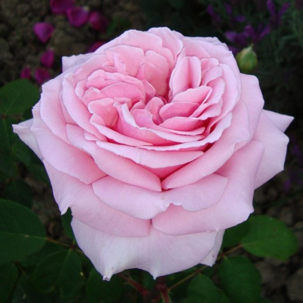 Роза чайно-гибридная Фредерик Мистраль С6