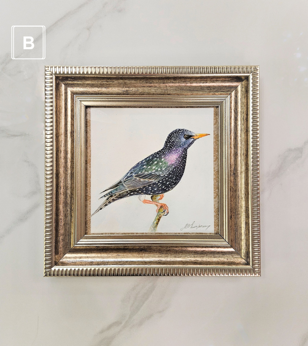 Картина авторская акварель "Скворец"