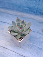 Echeveria Chihuahuensis (Эхеверия)