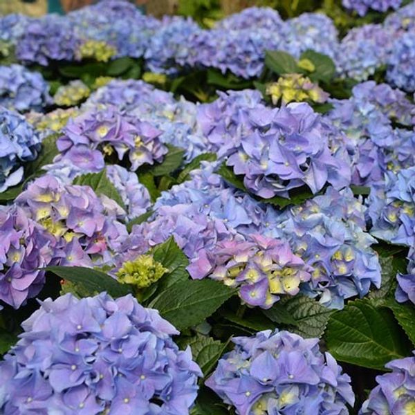 Hydrangea Early Blue