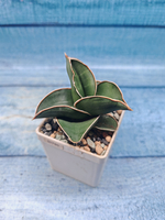 Sansevieria Samurai (Сансевиерия Самурай)