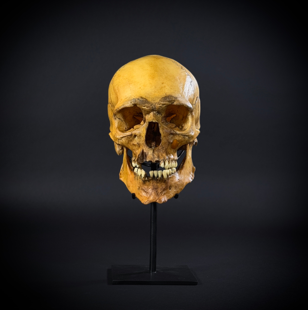 Череп человека на стойке (анатомическая модель)