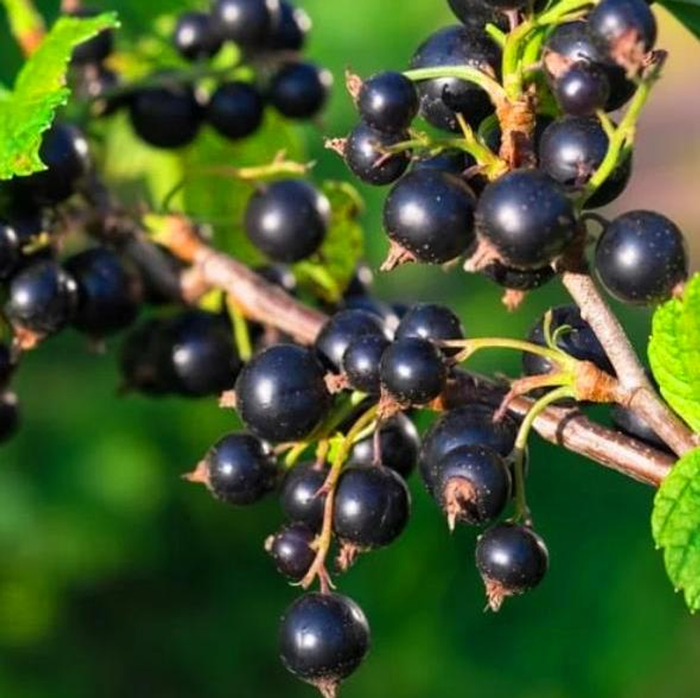 Смородина Июньская черная