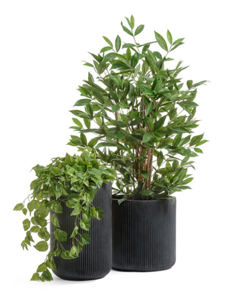 Комплект - Драцена Саркула и Потос в кашпо Treez Ergo Jet