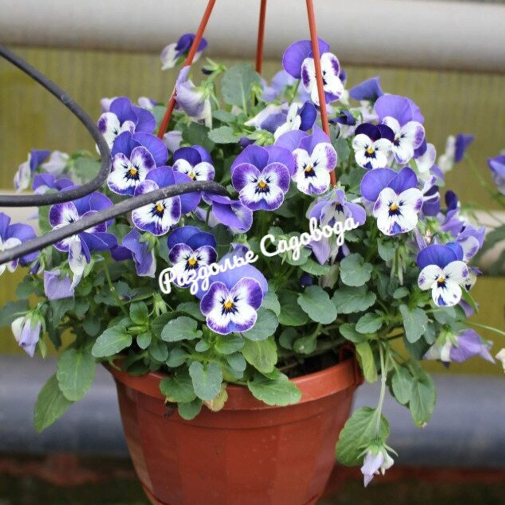 Виола ампельная