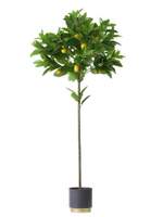 Лимонное дерево с плодами на штамбе 170 см