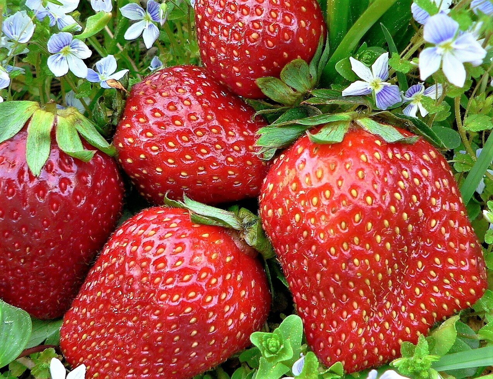 Клубника Гигантелла