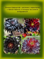 Эониум Шварцкопф чёрный