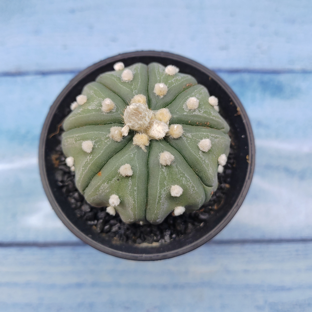 Astrophytum Asterias (Астрофитум)