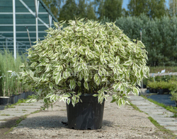 Дерен белый Айвори Хало С3 Закупка М60 июнь 2026