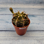 Gymnocalycium Friedrichii (Гимнокалициум)