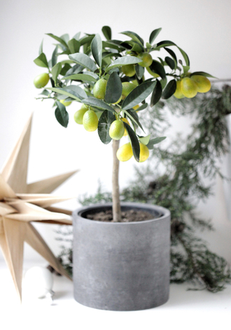 Растения в кашпо