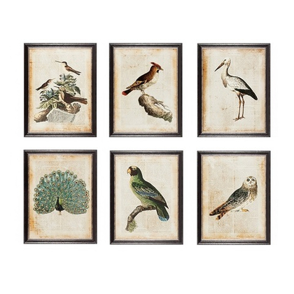 Постер Птицы экзотические 45х60 см [Арт. RS3637/10A95BL]