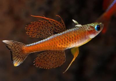 Псевдомугил Паскай Красный Неон