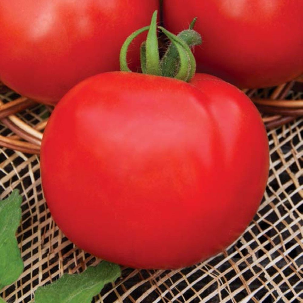 Томаты Капитан