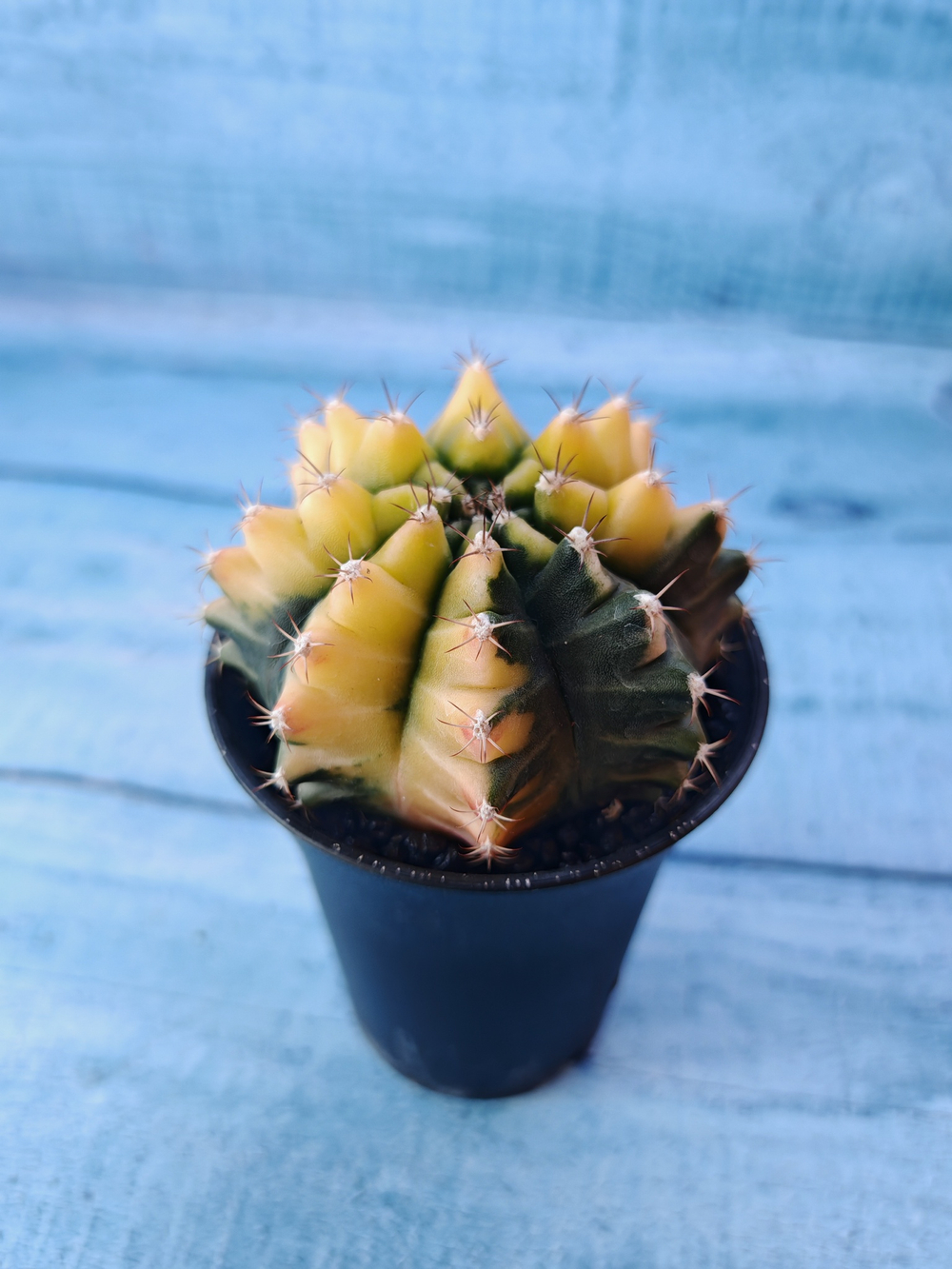 Gymnocalycium Variegata (Гимнокалициум Вариегатный)