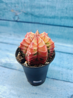 Gymnocalycium Variegata (Гимнокалициум Вариегатный)