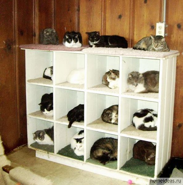 Кошачья иерархия
