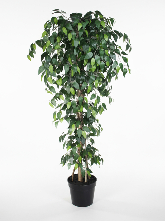 Фикус Бенджамина Карика 150см в горшке