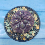 Gymnocalycium Daydream (Гимнокалициум)