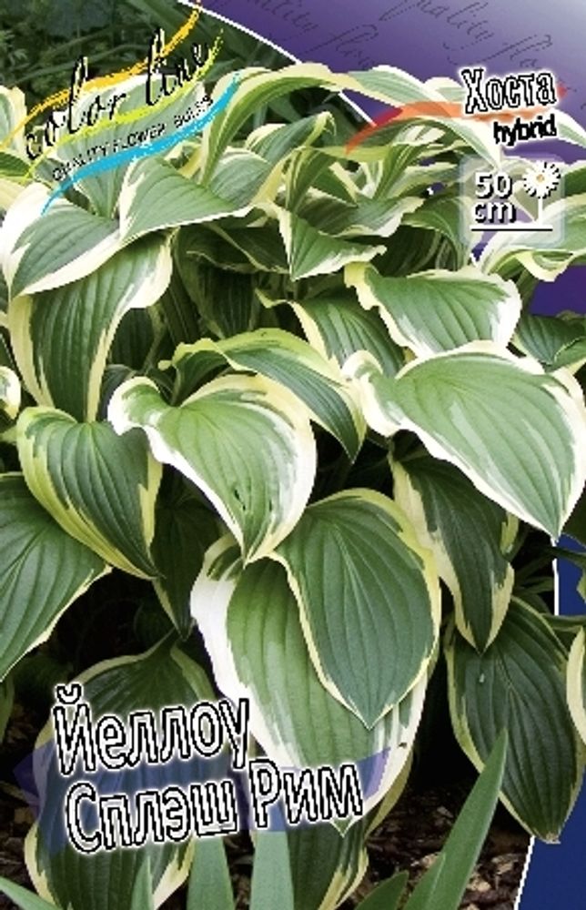 Hosta Yellow Splash Rim