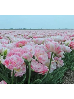 Тюльпаны пионовидные,луковицы 12+ FINOLA бело-розовые (3 шт)