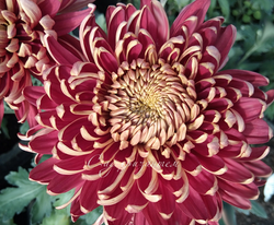 Хризантема одноголовая Бислет пурпле ☘🌻 о.63 (нет в наличии)