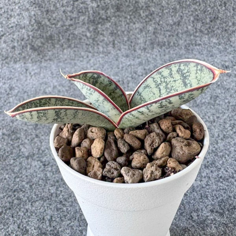 Сансевиерия CHAHINIAN