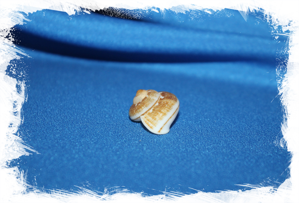 Циклофорус лингаиферус (Cyclophorus linguiferus)