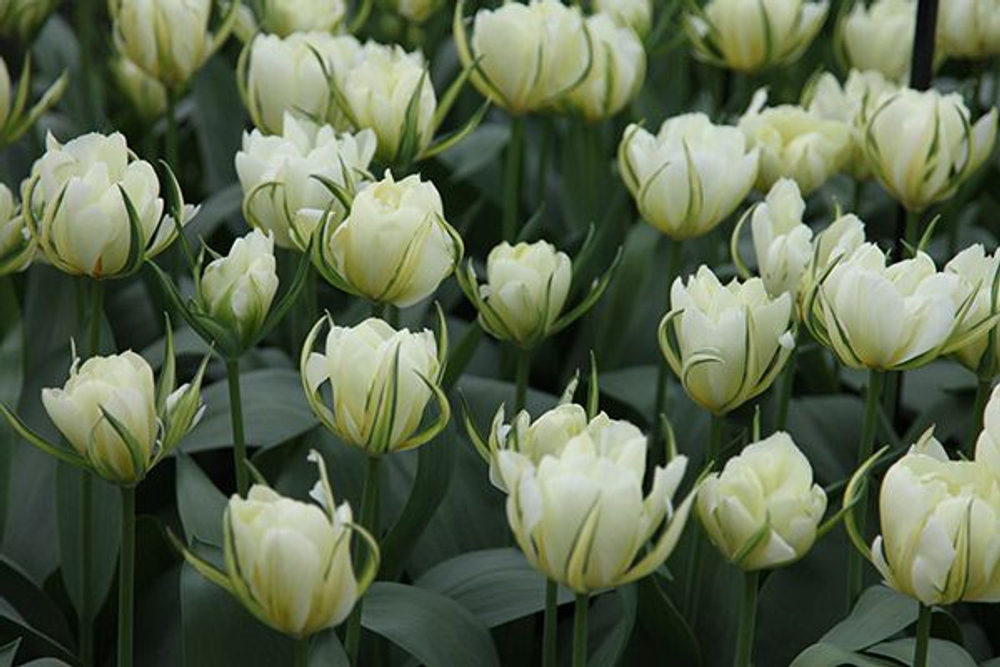 Тюльпан Экзотик Эмперор Закупка М78 сентябрь 2026