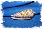 Конус аустралис (Conus australis)